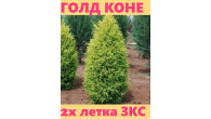 Можжевельник ГОЛД КОНЕ 2.5 литра .2 года 25-35 см