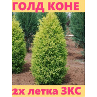 Можжевельник ГОЛД КОНЕ 2.5 литра .2 года 25-35 см Можжевельник ГОЛД КОНЕ 2.5 литра .2 года 25-35 см