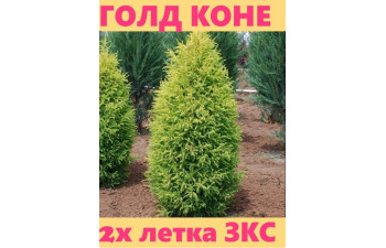 Можжевельник ГОЛД КОНЕ 2.5 литра .2 года 25-35 см