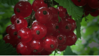 Ласуня смородина красная Ласуня смородина красная