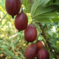 Тиксия - крыжовник , огромная ягода мало шипов. ,саженец. Тиксия - крыжовник , огромная ягода мало шипов. ,саженец.