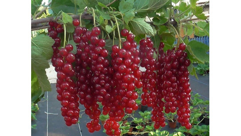Ватра - комплект 2шт смородина красная , крупная сладкая. ,саженец.