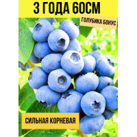 РAЗВИТAЯ KОРНЕВAЯ Голубика Бонус 3-х летка 50-60см РAЗВИТAЯ KОРНЕВAЯ Голубика Бонус 3-х летка 50-60см