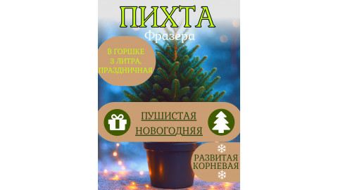 Пихта НОВОГОДНЯЯ ПУШИСТАЯ Frazera, 4 года, горшок 4л