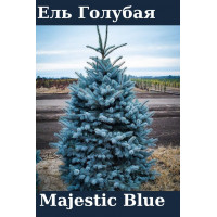 Ель Голубая Majestic Blue С2,5 Ель Голубая Majestic Blue С2,5