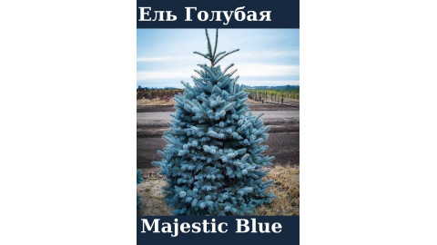 Ель Голубая Majestic Blue С2,5