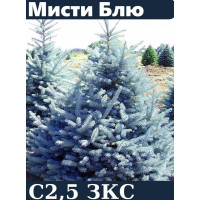 Ель голубая глаука Misty Blue горшок с3 35-50 см 4года