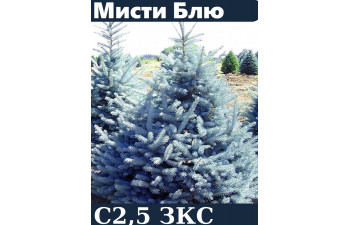 Ель голубая глаука Misty Blue горшок с3 35-50 см 4года