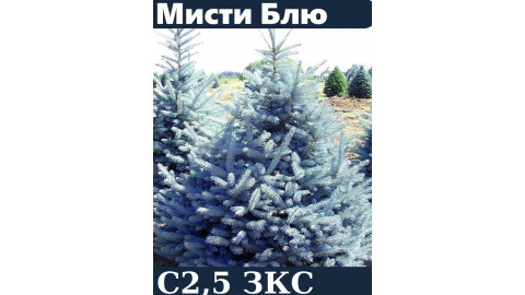 Ель голубая глаука Misty Blue горшок с3 35-50 см 4года