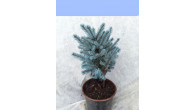 Ель голубая глаука Misty Blue горшок с3 35-50 см 4года