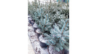 Ель голубая глаука Misty Blue горшок с3 35-50 см 4года