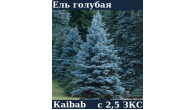 ЕЛЬ ГОЛУБАЯ KAibab ЗKC C 2.5 15-25 см