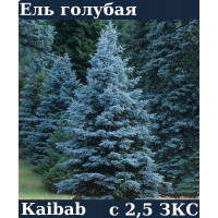 ЕЛЬ ГОЛУБАЯ KAibab ЗKC C 2.5 15-25 см
