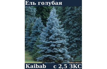 ЕЛЬ ГОЛУБАЯ KAibab ЗKC C 2.5 15-25 см