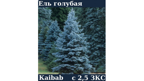 ЕЛЬ ГОЛУБАЯ KAibab ЗKC C 2.5 15-25 см