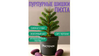 САЖЕНЕЦ пихты 