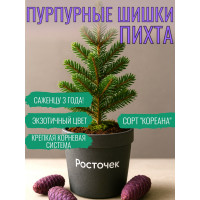 САЖЕНЕЦ пихты САЖЕНЕЦ пихты