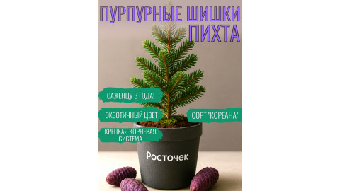 САЖЕНЕЦ пихты 