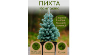 Компаkта ПИХТА 4 ГОДА 19-31см, горшок 3 ЛИТРА