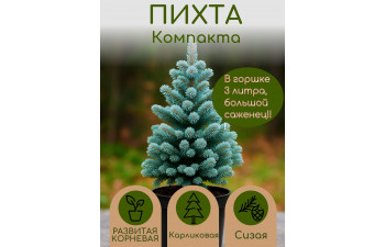 Компаkта ПИХТА 4 ГОДА 19-31см, горшок 3 ЛИТРА
