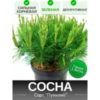 Сосна СИЛЬНАЯ КОРНЕВАЯ Сосна СИЛЬНАЯ КОРНЕВАЯ