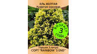 Ель канадская Rainbows End, 3 года, горшок3 л