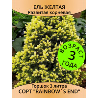 Ель канадская Rainbows End, 3 года, горшок3 л Ель канадская Rainbows End, 3 года, горшок3 л