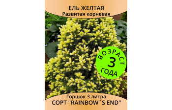 Ель канадская Rainbows End, 3 года, горшок3 л
