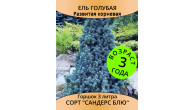 Ель Sanders Blue 3 года, горшок 1 л