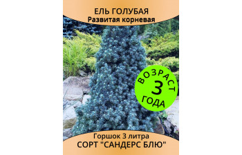 Ель Sanders Blue 3 года, горшок 1 л