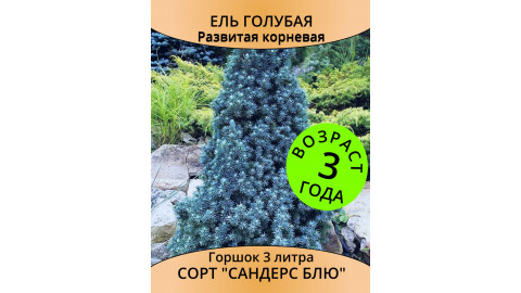 Ель Sanders Blue 3 года, горшок 1 л