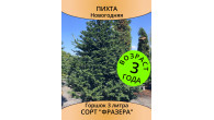 Пихта Фразера новогодняя, 3 года, горшок 3 л