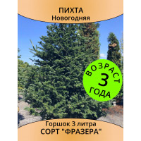 Пихта Фразера новогодняя, 3 года, горшок 3 л Пихта Фразера новогодняя, 3 года, горшок 3 л