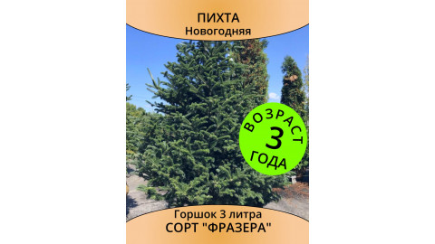 Пихта Фразера новогодняя, 3 года, горшок 3 л