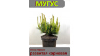 Сосна горная МYГYС - 14-25см, горшок 3 литрA ,развитая корневая . 100 % приживаемость