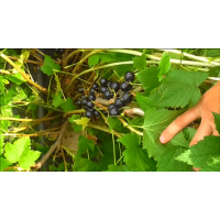 ГФ 6-14-145 Смородина чёрная