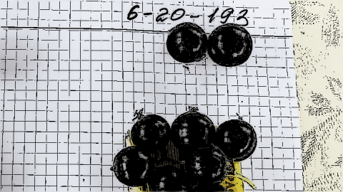 ГФ 6-20-193 Смородина чёрная