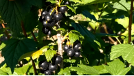 ГФ 99-14-10 Смородина чёрная ГФ 99-14-10 Смородина чёрная