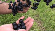Добрыня Смородина чёрная Добрыня Смородина чёрная