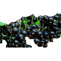 Литвиновская Смородина чёрная Литвиновская Смородина чёрная