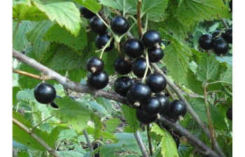 Чая Смородина чёрная