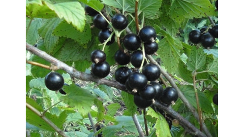 Чая Смородина чёрная