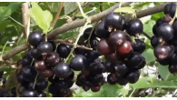 Искушение Смородина чёрная Искушение Смородина чёрная