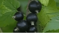 Шаман Смородина чёрная