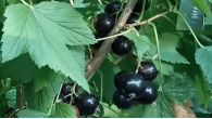 Удалец Смородина чёрная Удалец Смородина чёрная