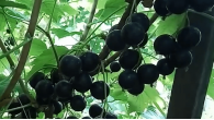Удалец Смородина чёрная Удалец Смородина чёрная