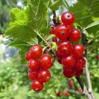 Ненаглядная смородина красная Ненаглядная смородина красная